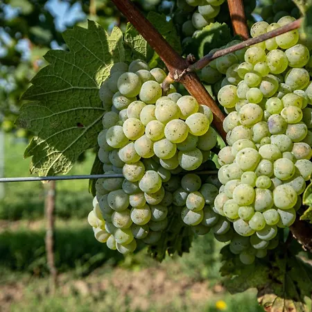 Pod Kravi Horou 게스트하우스 Bořetice